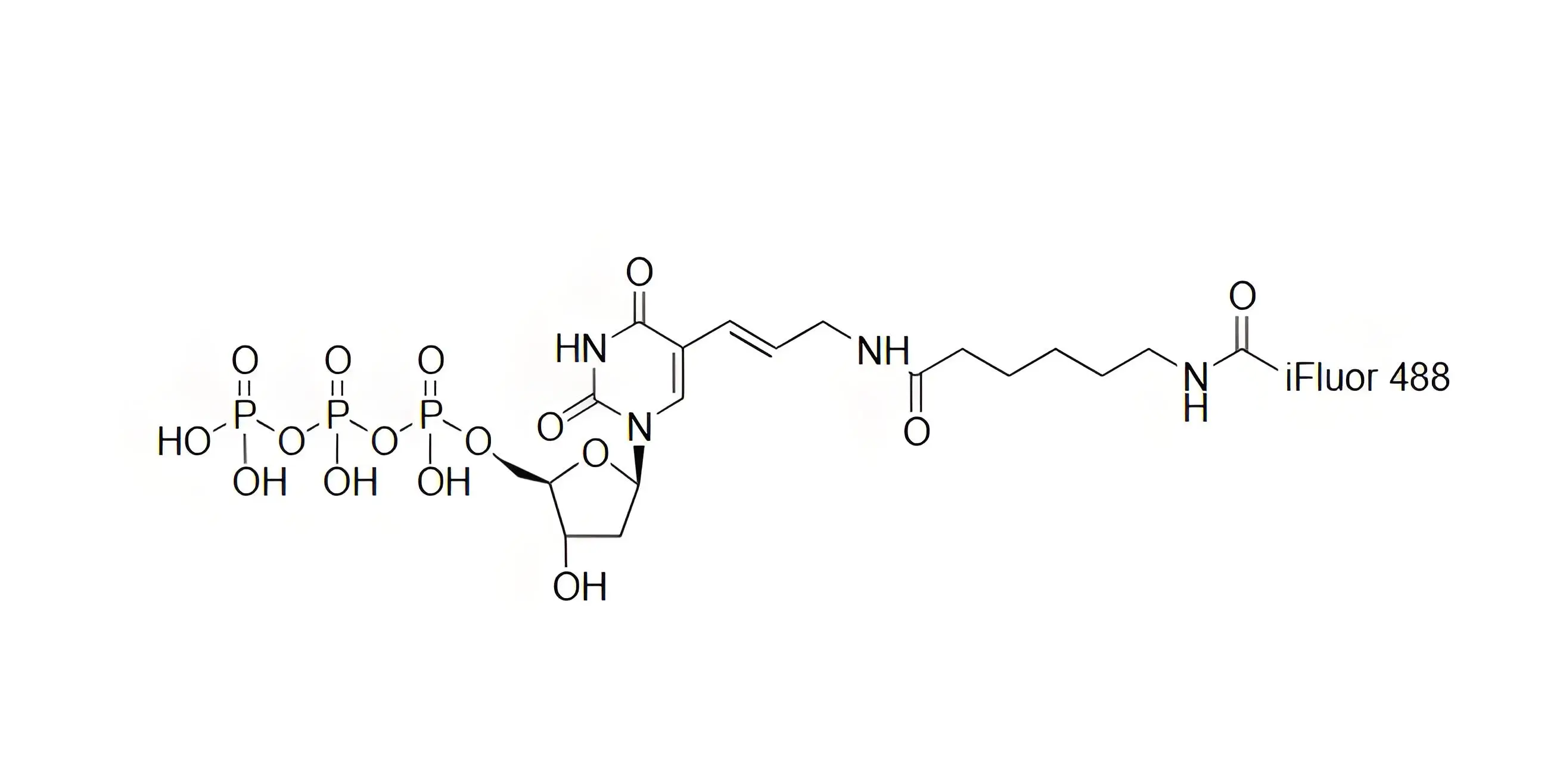 iFluor488-dUTP，iFluor488-脫氧尿苷三磷酸在dsDNA標(biāo)記中的應(yīng)用